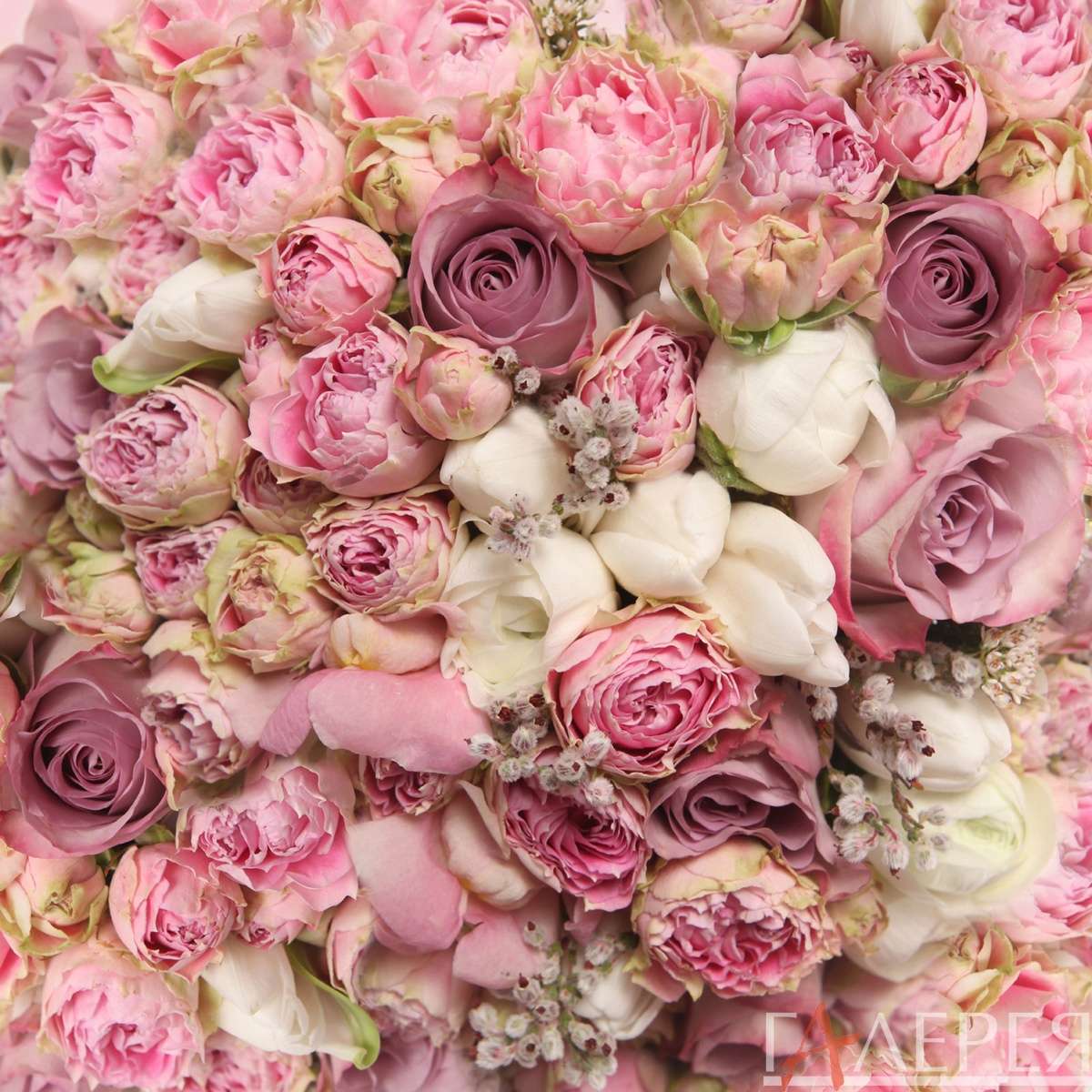 цветы, растения, розы, букет, розовые и белые розы, ковер из роз