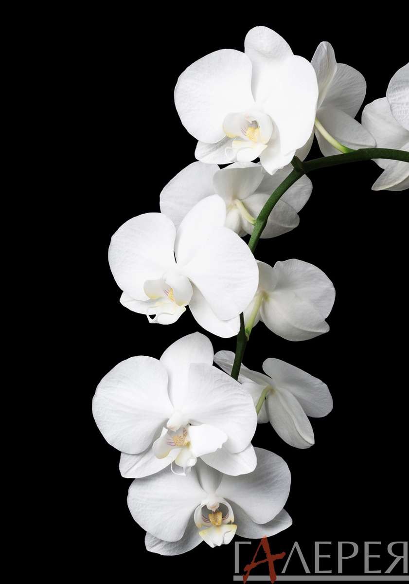 цветы, растения, орхидеи, белая орхидея на черном фоне, Цветы, Орхидея