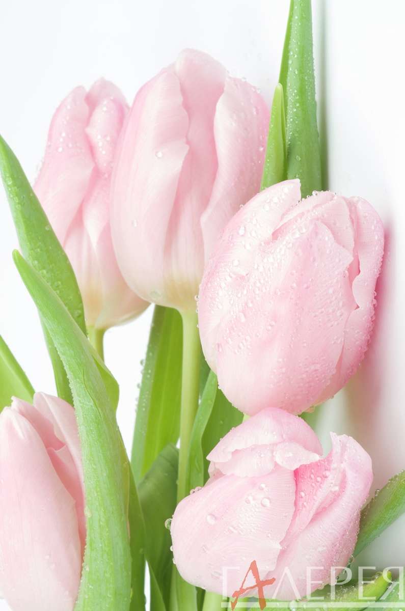 цветы, растения, тюльпаны, крупные розовые тюльпаны, бутон