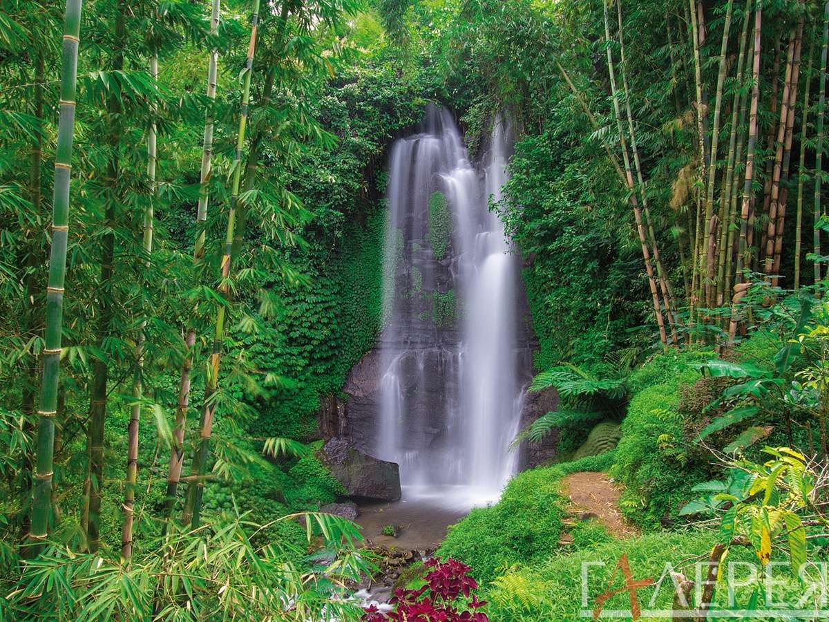 Природа, Водопады, бамбук, лес