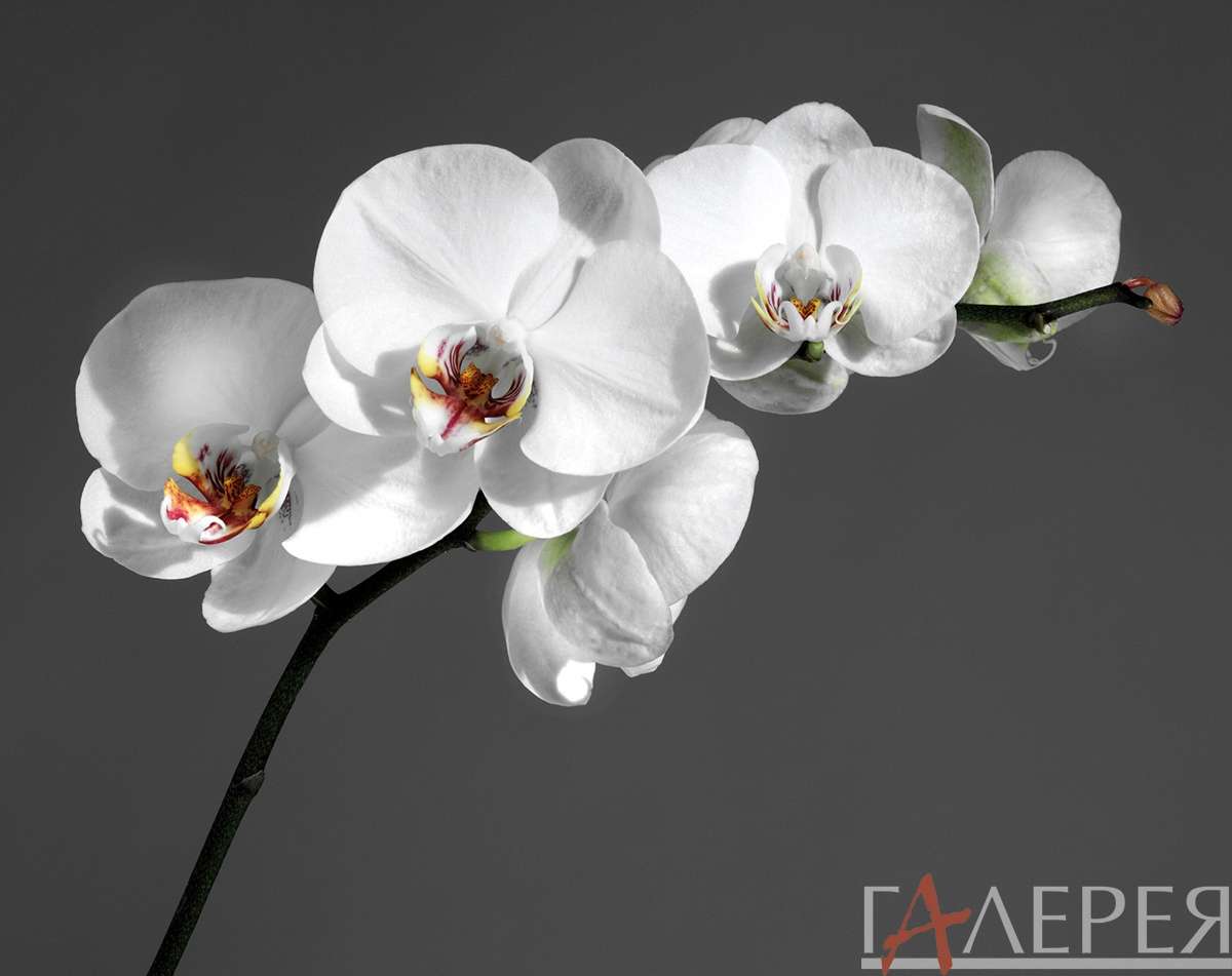цветы, растения, орхидеи, ветка белой орхидеи на темном фоне, Цветы, Орхидея, Ветка