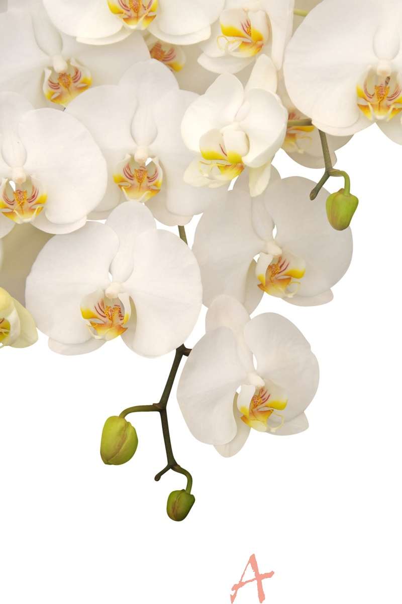 цветы, растения, орхидеи, белая орхидея, вверху, бутон фон, Цветы, Орхидея, Ветка