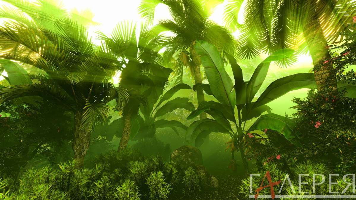 Природа, Лес, тропики, тропический лес, лес, пальма, пальмы, банан, банановые листья, лучи солнца