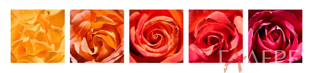 цветы, растения, розы, пять маленьких картинок роз, палитра, серединки роз