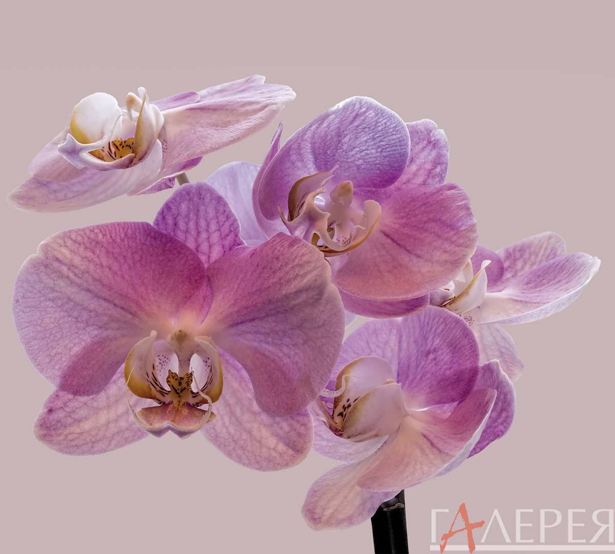 Цветы, Растения, орхидея, фиолетовые цветы, большие цветы